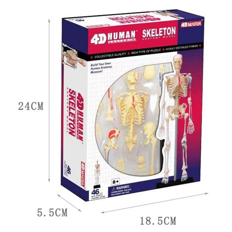 Medical Lab And Science - 4D Master Menschliches Skelett Anatomie Modell