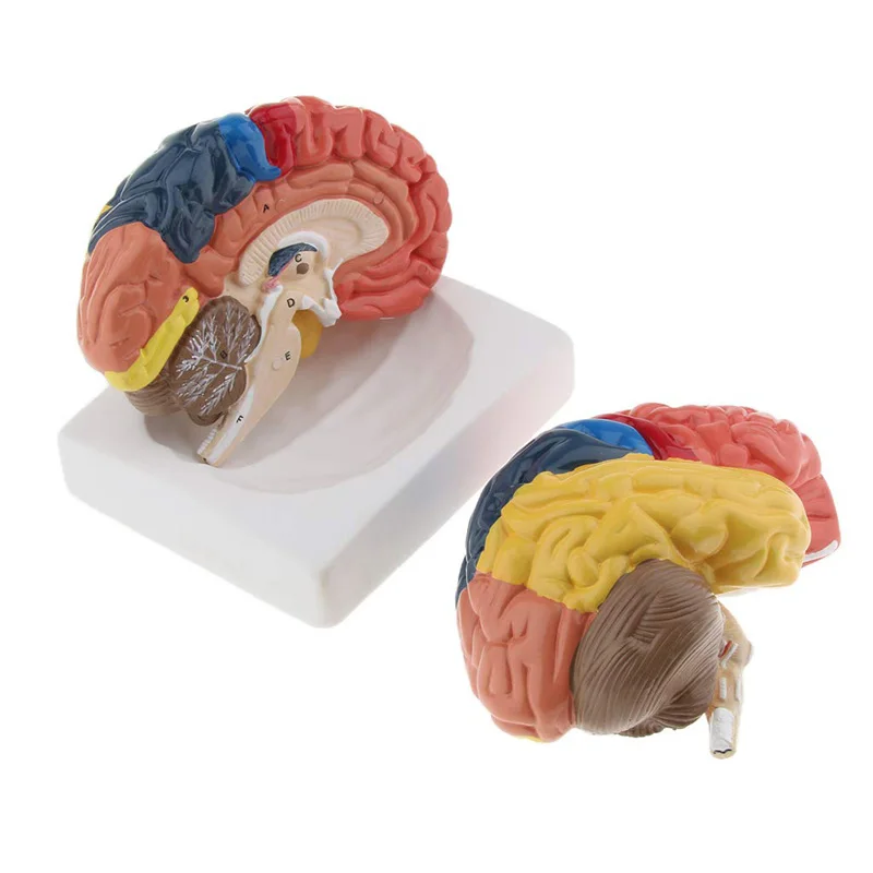 Leben Größe Anatomische Mensch – Medical Lab And Science Bewertung und Preis