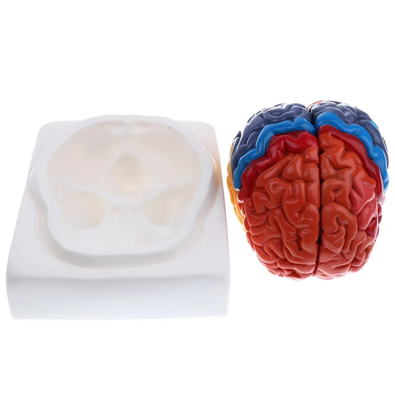 Leben Größe Anatomische Mensch – Medical Lab And Science Bewertung und Preis