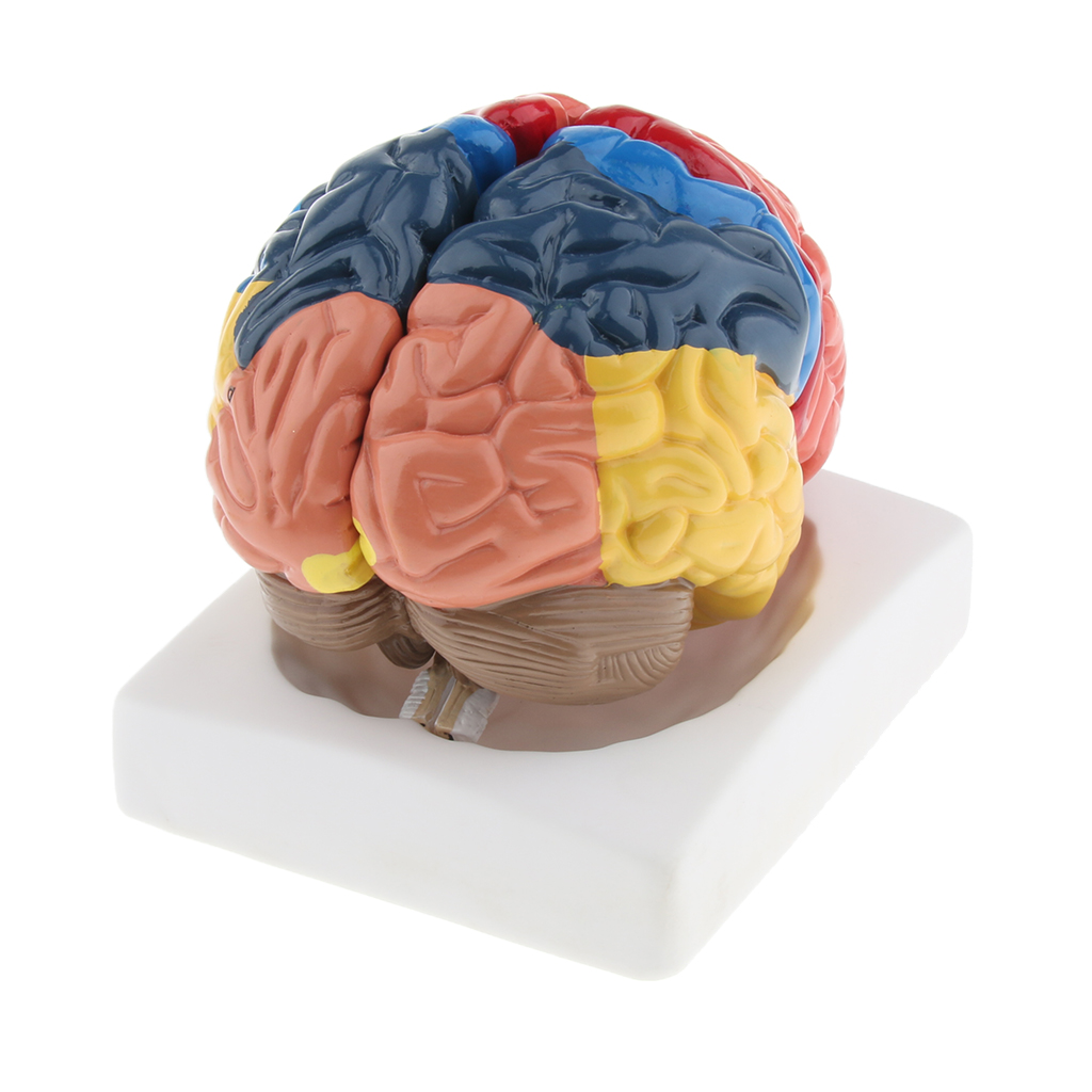 Lebensgroßes Gehirnmodell, rea – Medical Lab And Science Bewertung und Preis