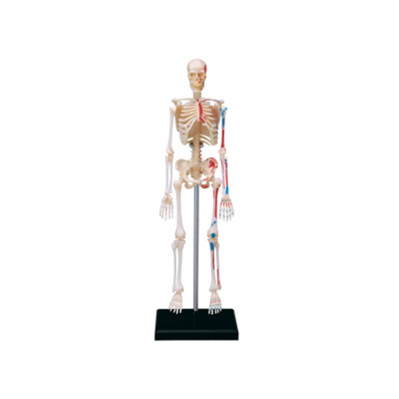 4D Master Menschliches Skelett – Medical Lab And Science Bewertung und Preis