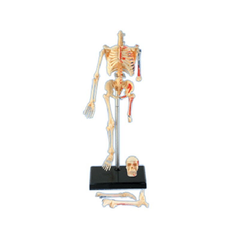 4D Master Menschliches Skelett – Medical Lab And Science Bewertung und Preis