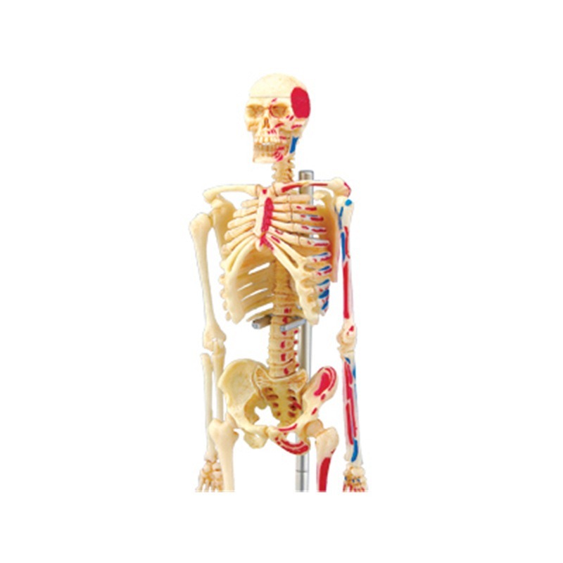 4D Master Menschliches Skelett – Medical Lab And Science Bewertung und Preis